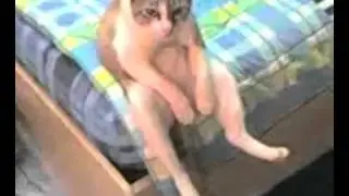 Chat assis comme un etre humain / http://adf.ly/1232664/message-gratuit.blogspot.com