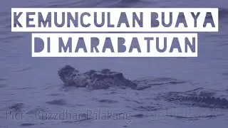KEMUNCULAN BUAYA MERESAHKAN WARGA MARABATUAN PULAU SEMBILAN KAB. KOTABARU | Kabar Sobat Pulau #1