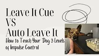 Leave It Cue vs. Automatic Leave It: How to Teach Your Dog 3 Levels of Impulse Control