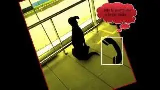 Los Perros de Transmilenio