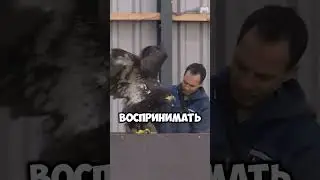 How are drone-hunting birds raised? 💥🚁🎯🦅 
