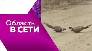 Программа 