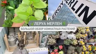 🪴Обзор растений в Леруа Мерлен | Новосибирск | Сентябрь’23