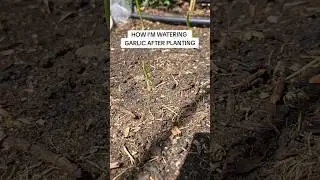 how and when I water garlic after planting 