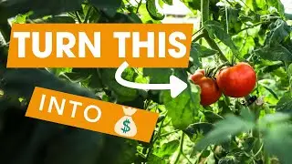 STOP Losing Money! How to Grow Tomatoes for Profit on a Small Scale
