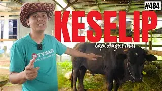 KESELIP COW IS A DIFFERENT TYPE FROM THE OTHERS