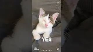 Is Our Blind Kitten Tiny Cute? 😹 #rescuekitty #kitten #cat #catshorts