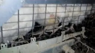 Sadiq Poultry minor removal