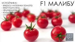 Томат F1 Малибу. Профессиональные семена Гавриш