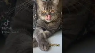 #cat #кот