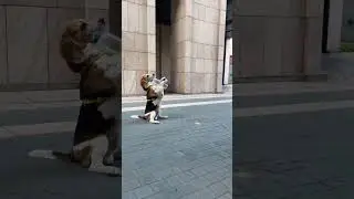 Открываем двери в проект ДОГ ТРЮК. Подробнее в закрепленном комментарии➡️