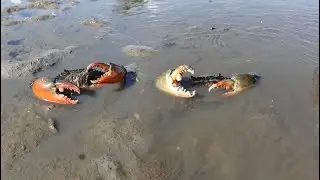 Amazing Catching Huge Mud Crabs at Swamp after Water Low Tide