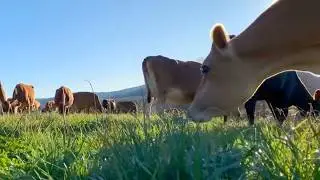 Cows Eating Grass | Relaxing Farm ASMR