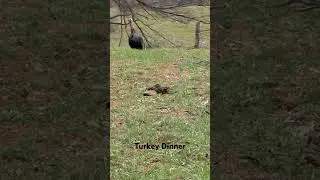 ‼️Wild Turkey gets CLOSE‼️#primos #mossberg #concussion #texas #mossyoak
