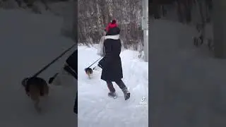 БигляКонь