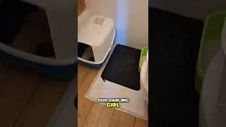 Revolutionary Tip to Stop Male Cats from Marking!