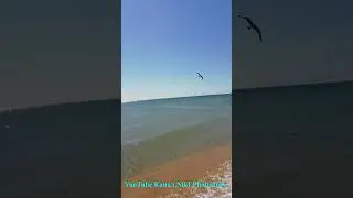 Море просто супер! Чайки. Люди и  Дельфины. 