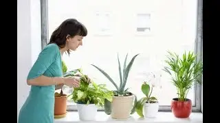 natürliche Wege zur Luftreinigung zu Hause