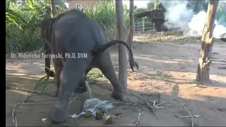 Baby Elephant, Urination, Defecation.  Prof. Dr. Hidenobu Toriyoshi, Ph.D, DVM, D.M.Sc.