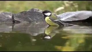 Schopfer aller Dinge - Cоздатель всей вселенной