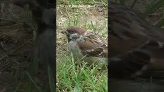 Sparrow chick 