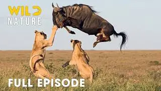 Animal Kingdom (FULL EPISODE) | Brutal Kicks For Survival | Animal documentary