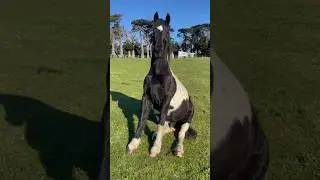That face though 😍 #libertyhorsemanship #horse #equestrian #horsetricks