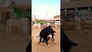 DANGEROUS Cow attack on boy