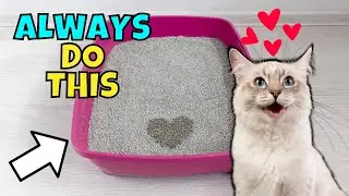 11 Things You Should ALWAYS Do For Your Cat 🐈❤️