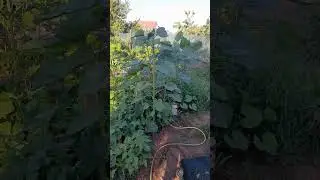 про подсолнух  