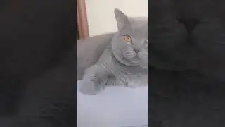 Презрение выглядит так...