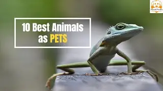 Top 10 Best Animals As Pets - Top 10 Animals That Make Great Pets