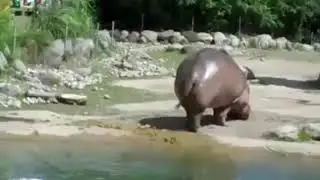 Hippopotamus shitting with Linkin Park background music