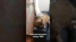 расчёссываем нашу кошку  😹