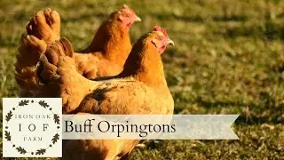 Buff Orpingtons