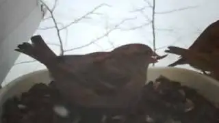 Драка воробьев за кормушку
