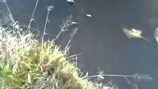 Судачок-Сундучок=)