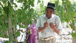 Узумни кечиктириб кесиш / Uzumni kechiktirib kesish