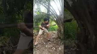 panen sawit dulu bos