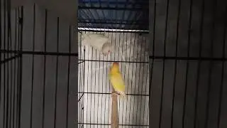 Green Parrot  #famous #trending #trendingnow #canada #trendingvideo #viralvideoシ #viralvideo
