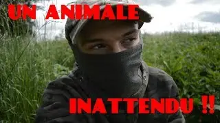 PHOTO ANIMALIÈRE: Comment Photographier Les Renardeaux #1