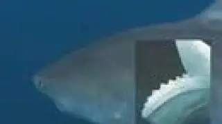 2: Tigers of the Sea - Part One