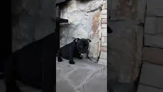 ам. булли, мальчик 2 месяца, окрас - чёрный