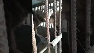 Антон и Даша. два медведя.