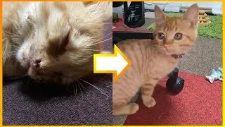 【保護猫】道路で拾った子猫を看病したら可愛くなった話【ペット】