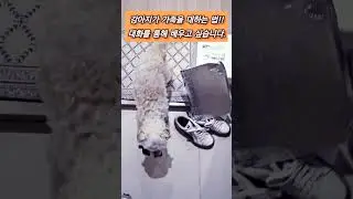 #강아지#가족#퇴근#일상#만남#힐링#공감#애견#권문연목사 #