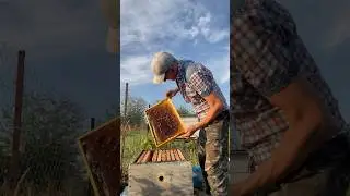Рой хорошо забирает сироп!🐝🐝🐝🐝🐝🐝🐝🐝🐝🐝🐝
