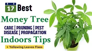 17 Money Tree Care Indoor Tips For Yellow Leaves  | How To Prune A Money Tree Plant #PachiraAquatica