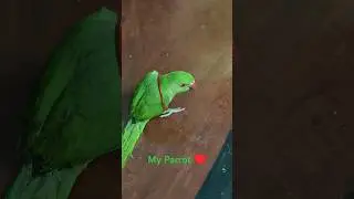 #parrot #foryou #viral #love #birds #nature #satisfying #kids #nurseryrhymes #song #shorts #youtube