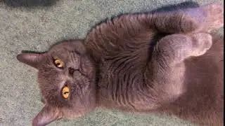 Котэ B@rselona + Сатья 1